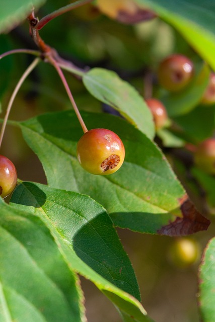 比肩安帅，齐沃是帕尔马队史第三位生涯意甲首秀赢球的主教练.
